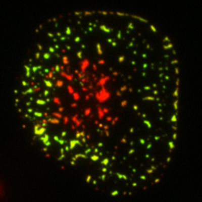 がん免疫療法の主要ターゲットにおけるヒトとマウスの意外な違いを発見(Scientists Unveil Surprising Human vs Mouse Differences in a Major Cancer Immunotherapy Target)