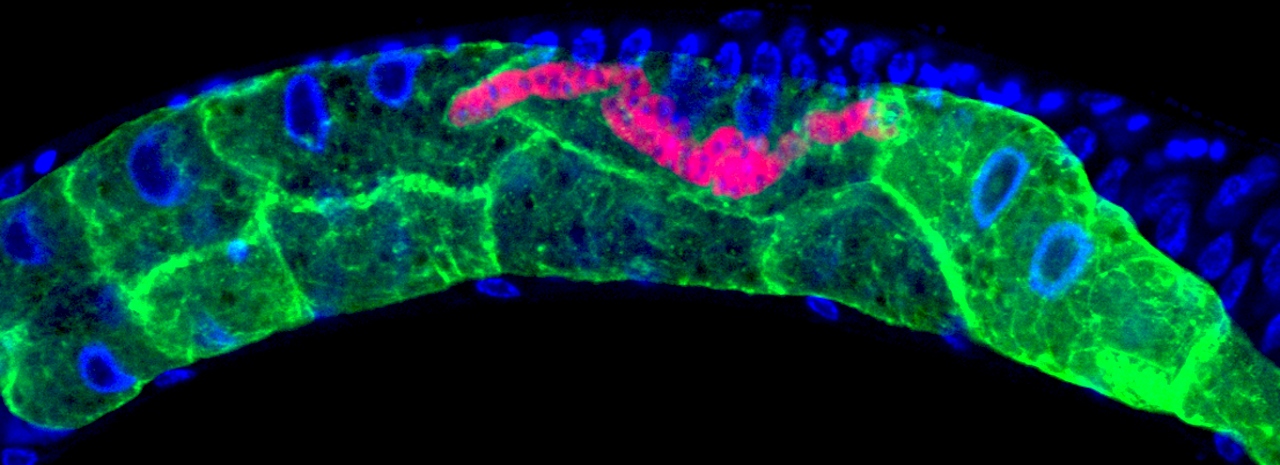 Single-Celled Fungi Multiply, Alien-Like, by Fusing Cells in Host