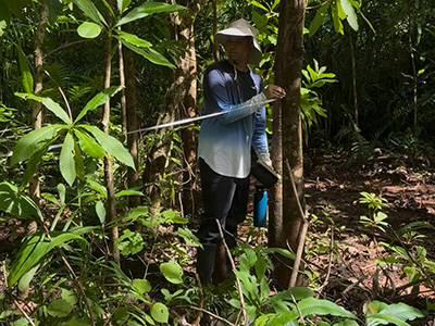 A person measuring the distance between trees