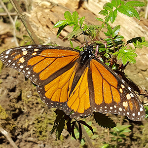 Monarch Butterflies at Risk of Extinction Unless Numbers Increase