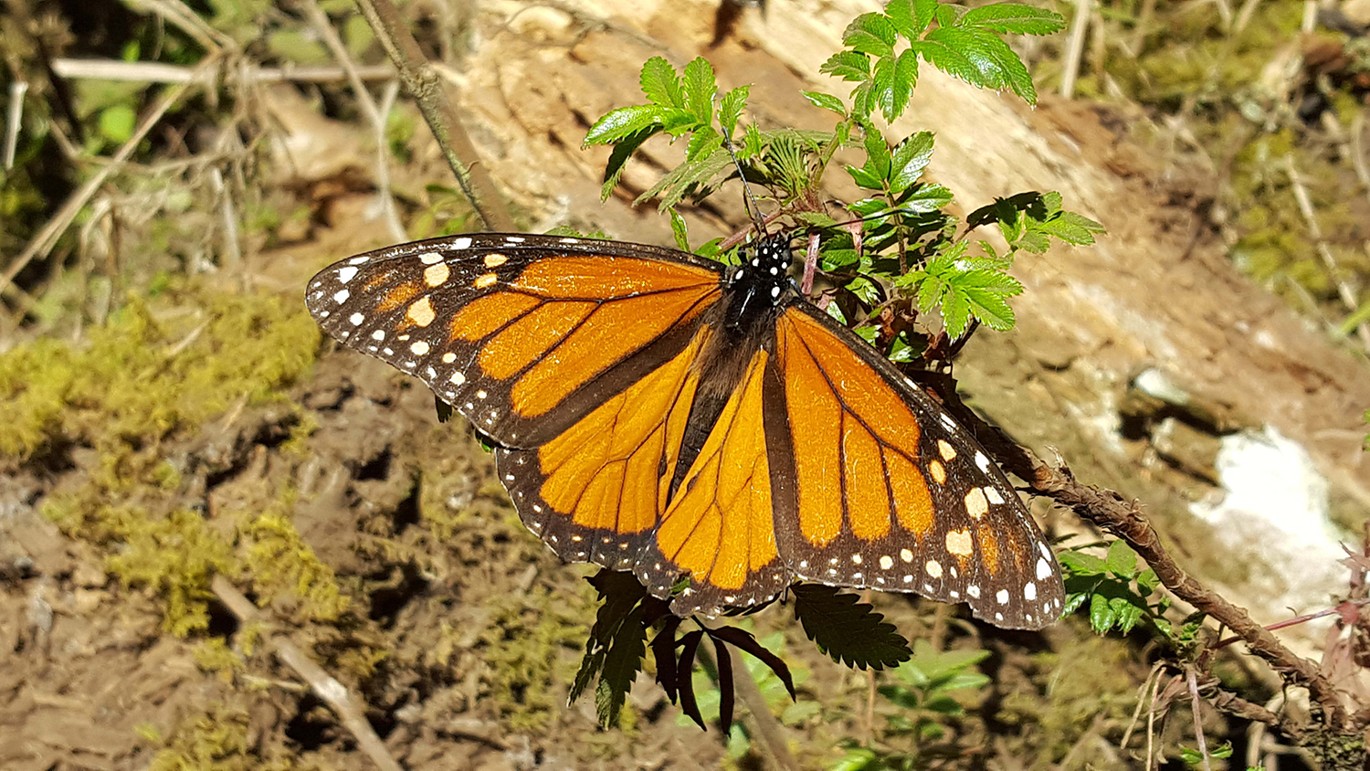 Image: Monarch Male Close Up