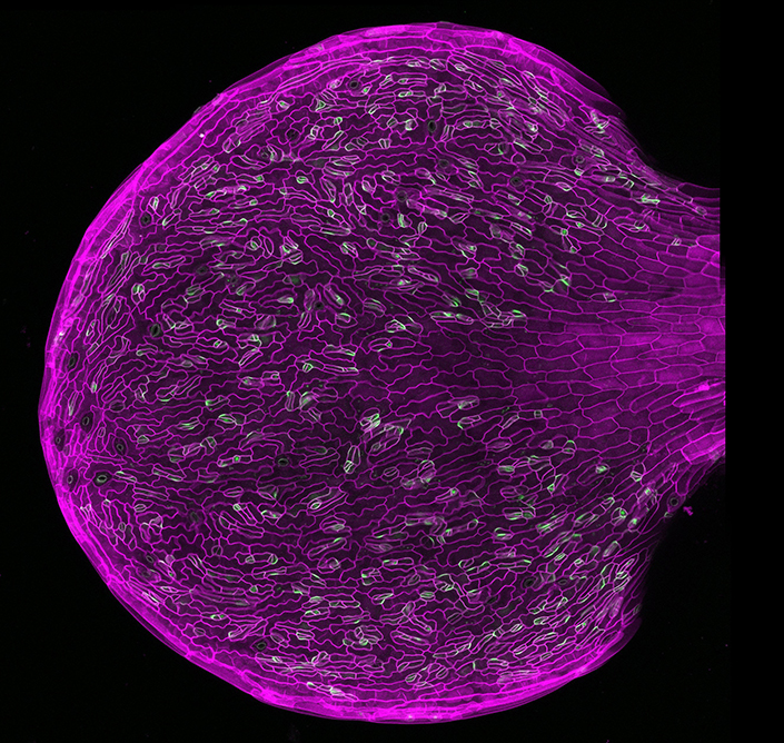 植物細胞が分裂する仕組みに新たな知見(New Insight into How Plant Cells Divide)