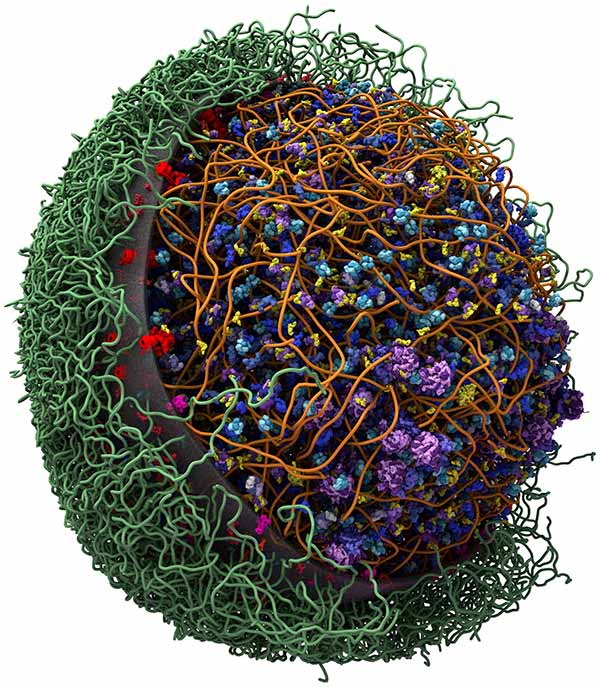 Image: Mycoplasma