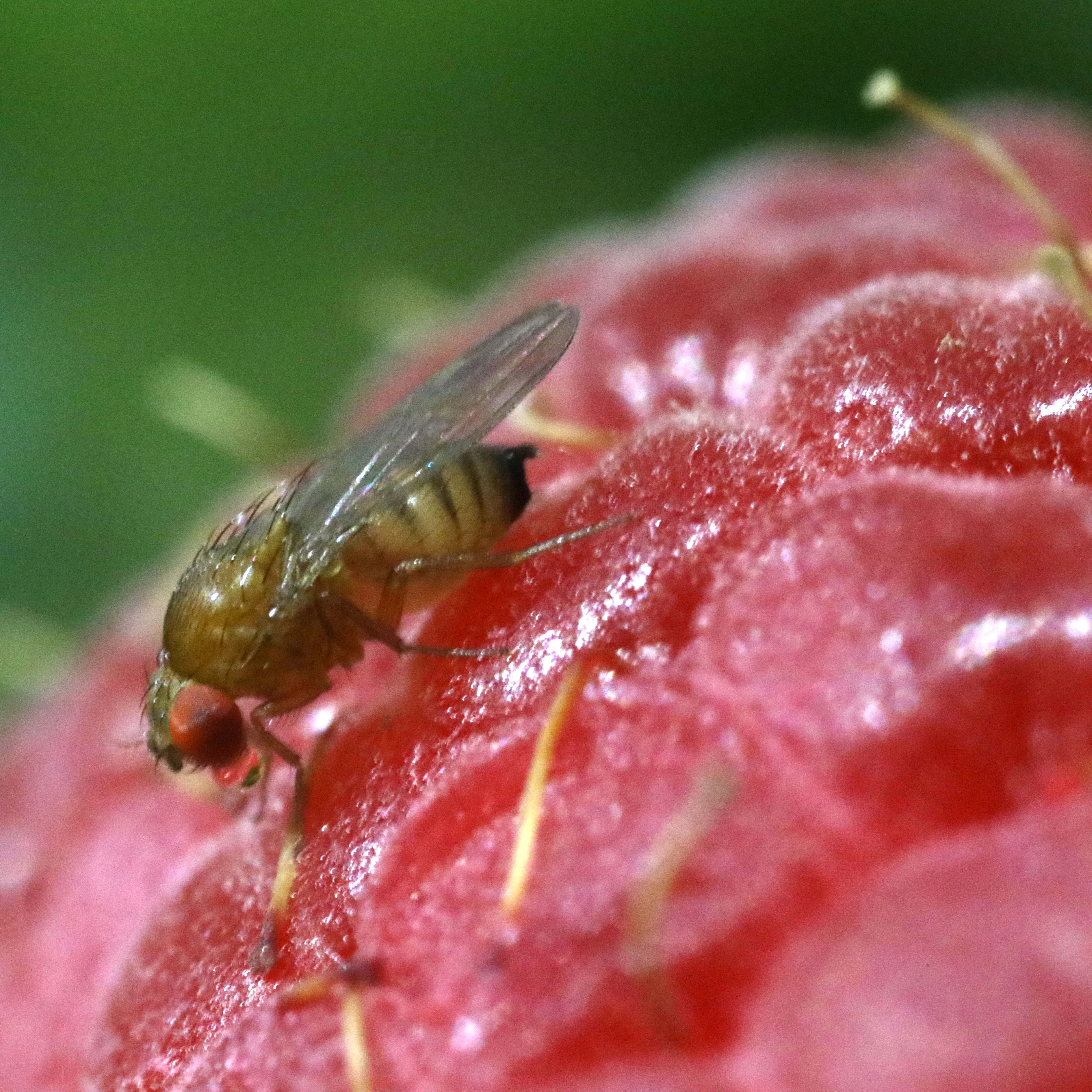 Researchers Develop First Gene Drive Targeting Worldwide Crop Pest