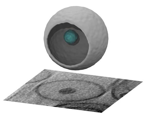 Image: Three-dimensional image of novel drug packet reconstructed by advanced imaging