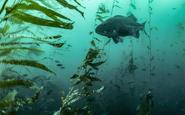 A giant sea bass swims in a kelp forest.