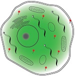 UC San Diego Chemists Use Light to Pinpoint Gene Expression