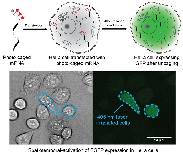 UC San Diego Chemists Use Light to Pinpoint Gene Expression