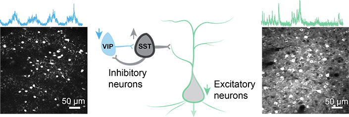 標的脳刺激でハンチントン病症状を改善（Neurobiologists Improve Symptoms of Huntington’s Disease with Targeted Brain Stimulation in Mice）