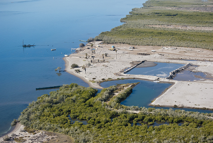 Mangroves in the Gulf of California exposed to human driven change.
