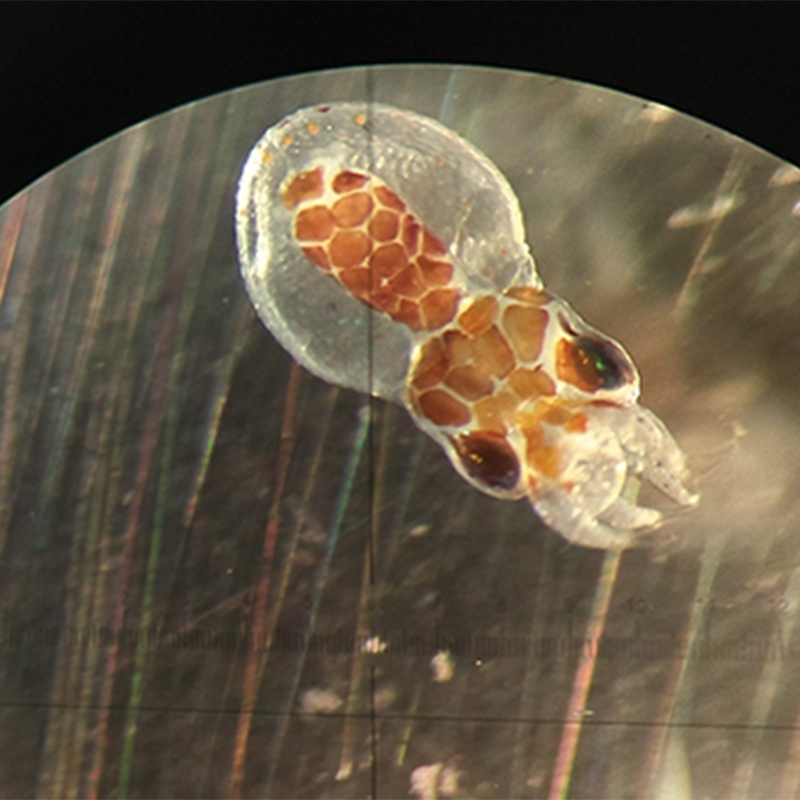 Low Oxygen Levels Could Temporarily Blind Marine Invertebrates