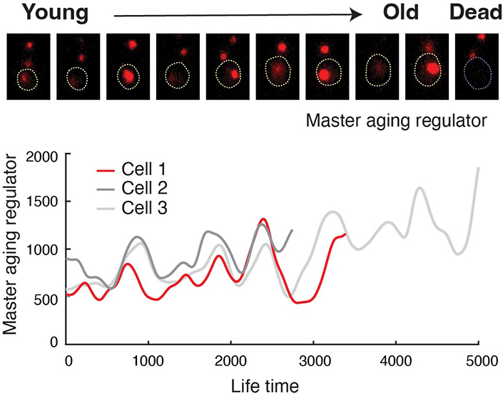 Image of engineered cells showing oscillating abundance of a master aging regulator. 