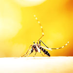 Supercomputer Simulations Reveal New “Achilles heel” in Dengue Virus