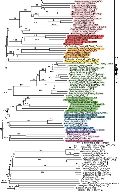 A phylogenetic tree showing the many bacteriophages grouped together by genetic similarity.