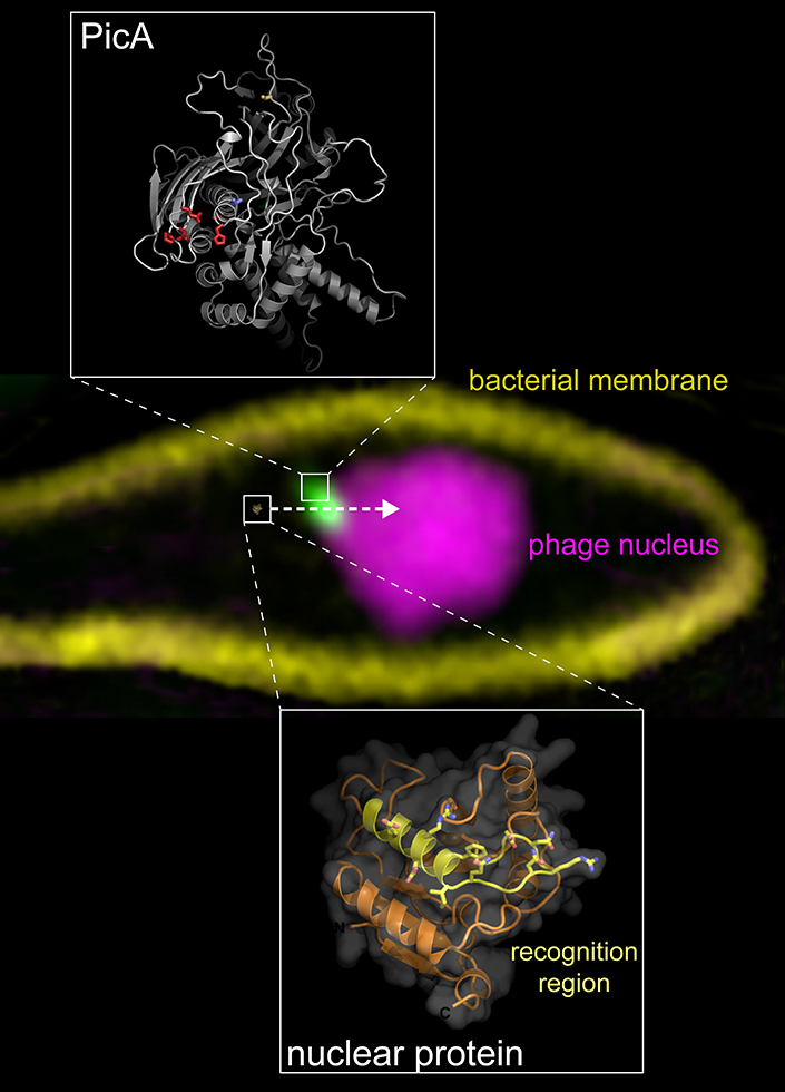 Researchers Discover Key Functions Of Therapeutically Promising Jumbo 