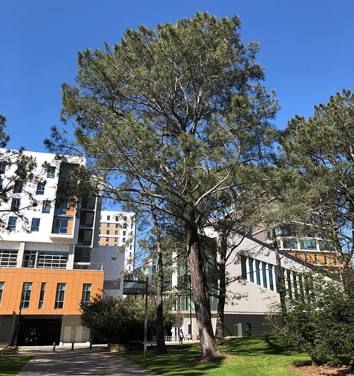 Get to Know Our Nation’s Rarest Pine Tree and Plant a Seedling to Celebrate a CenturyLong Tradition