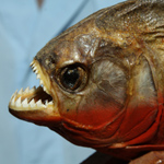 Engineers Find Inspiration for New Materials in Piranha-proof Armor