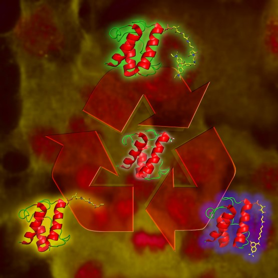 fatty acid molecule