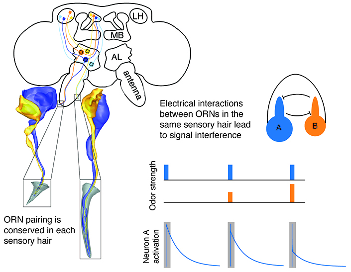 Graphic of fly olfactory receptor neurons