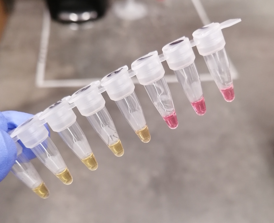 A series of test tubes holding pink and yellow liquid