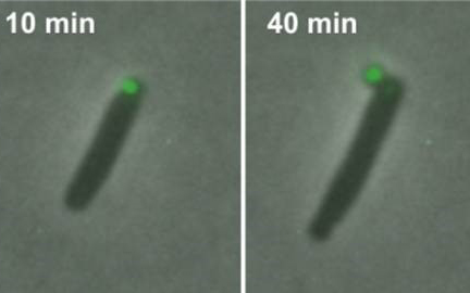 Taking out the (Life-threatening) Garbage: Bacteria Eject Trash to Survive