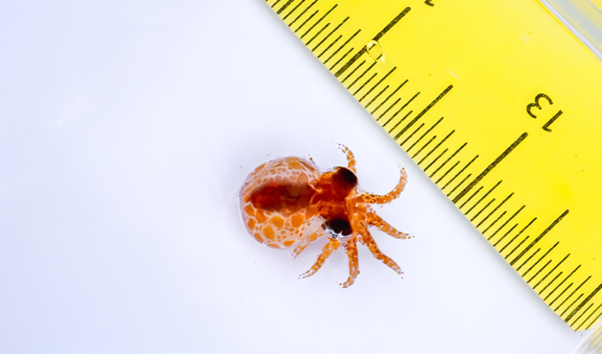 A tiny, juvenile Red Octopuses crawls alongside a ruler, helping the Husbandry Team accurately measure its size.