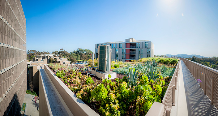 Plants and succulents on roof of Keeling Apartments