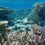 Heat and Cold Damage Corals in Their Own Ways, Scripps Study Shows