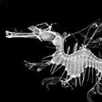 New Species, the ‘Ruby Seadragon,’ Discovered by Scripps Researchers