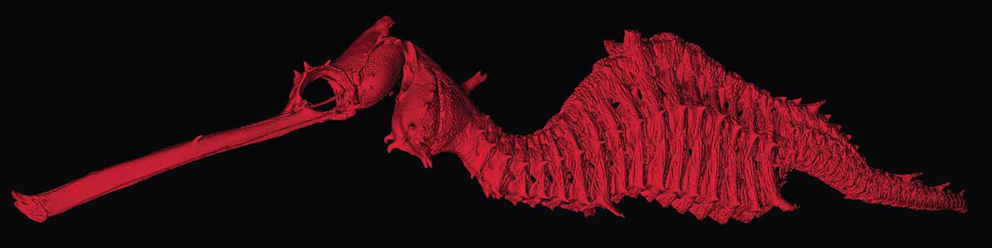 Photo: A 3-D scan of the newly discovered Ruby Seadragon.