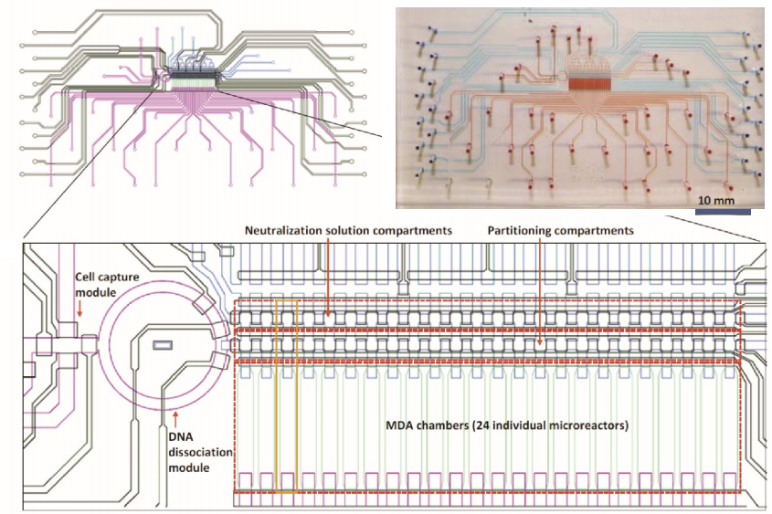 Engineering drawing of the SISSOR device for genome sequencing and haplotyping from single human cells, including CAD design at top left, an image of the device top right filled with dye solutions -- red for fluidic channels and blue for valves and valve lines, and at bottom a zoomed-in view of the devices regions and functional modules including MDA chambers with 24 individual microreactors.