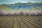 California’s Strict Air Quality Regulations Help Farmers Prosper