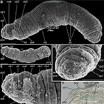 Species Named for Scripps Founding Benefactor