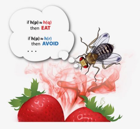 illustration represents a fruit fly executing a similarity search algorithm based on odor.