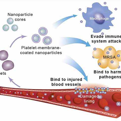 Targeted Drug Delivery With These Nanoparticles Can Make Medicines More Effective