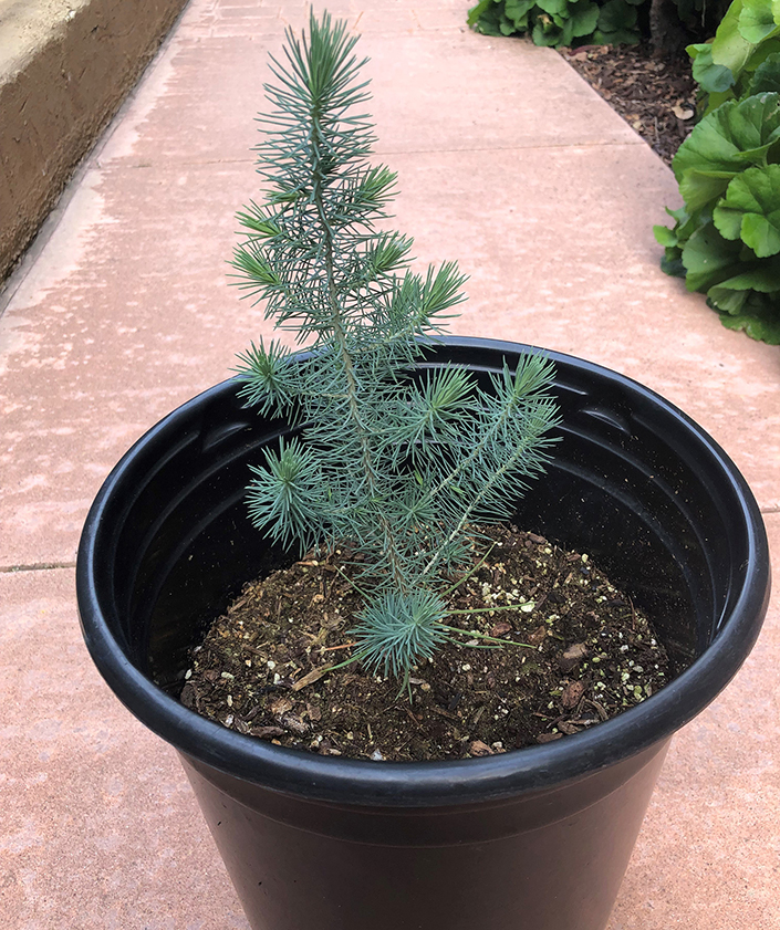 Plant your own seedling during the annual tree planting in recognition of Earth Day and Arbor Day. Copyright UC San Diego