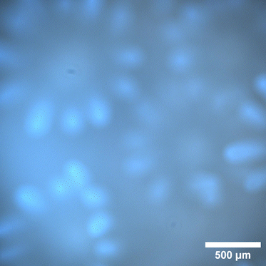 A white illumination video of the coral Porites taken in-situ in Maui, Hawaii, under ambient light.