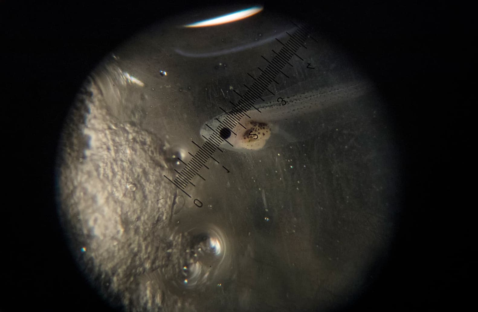 Four-day-old tadpole
