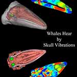 How Whales Hear: 3D Computer Simulations of Baleen Whale’s Head Point to Skull Vibrations