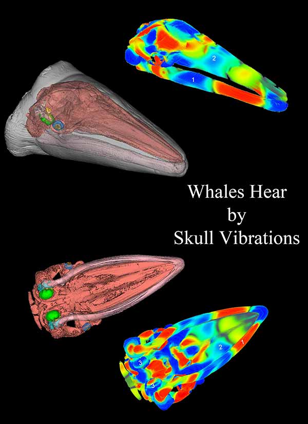 Photo: Whales hear by skull vibrations