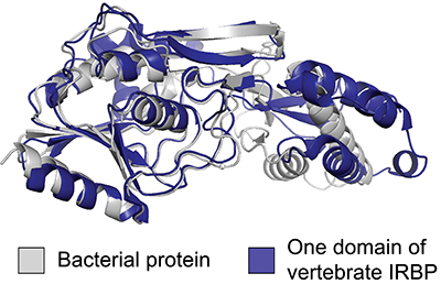 A graphic comparing a vertebrate IRBP with a predictued structure from bacteria.