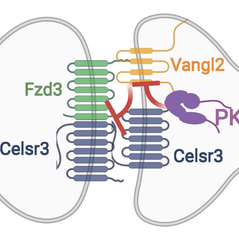 Neurobiologists Identify Widely Used Assembling and Stabilizing Forces behind Brain Synapses