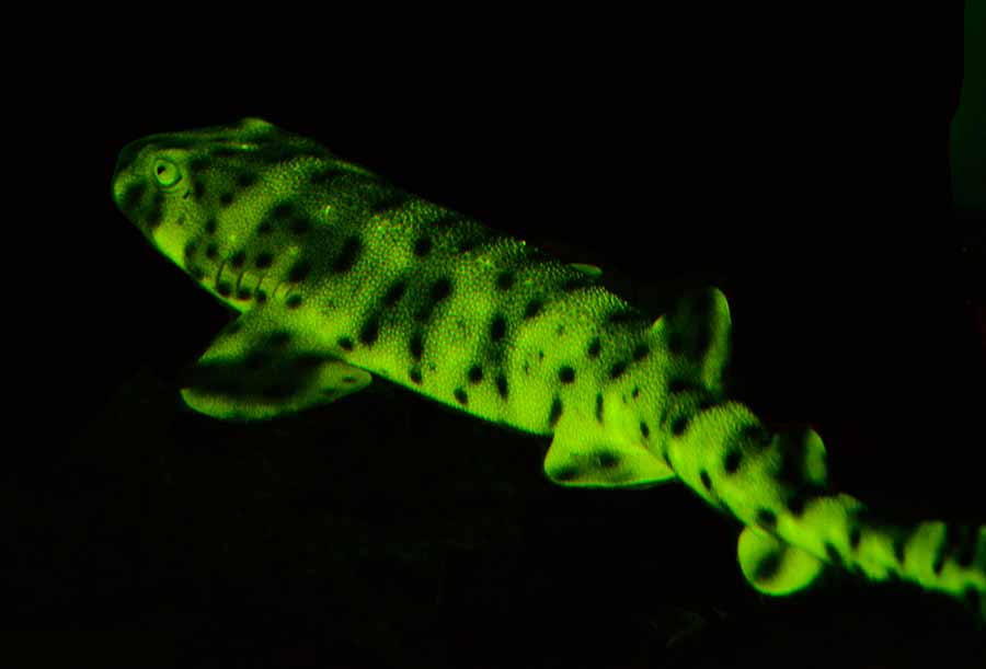 Image: biofluorescent images underwater in Scripps Canyon