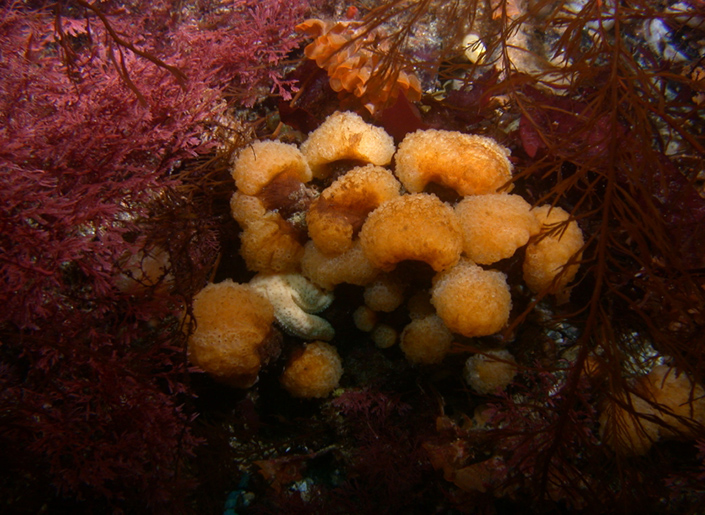 Colonial sea squirt Synoicum adareanum at 80 feet (24 meters) depth in Norsel Point, Amsler Island, Antarctic Peninsula.