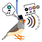 Decoding Birds’ Brain Signals Into Syllables of Song