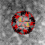 Virus-Like Probes Could Help Make Rapid COVID-19 Testing More Accurate, Reliable