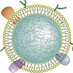 Neutrophil Nanosponges Soak up Proteins That Promote Rheumatoid Arthritis