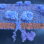 Ultrasound Remotely Triggers Immune Cells to Attack Tumors in Mice Without Toxic Side Effects