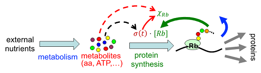 UC San Diego Physicist Discovers an Equation for the Control of Cell Growth