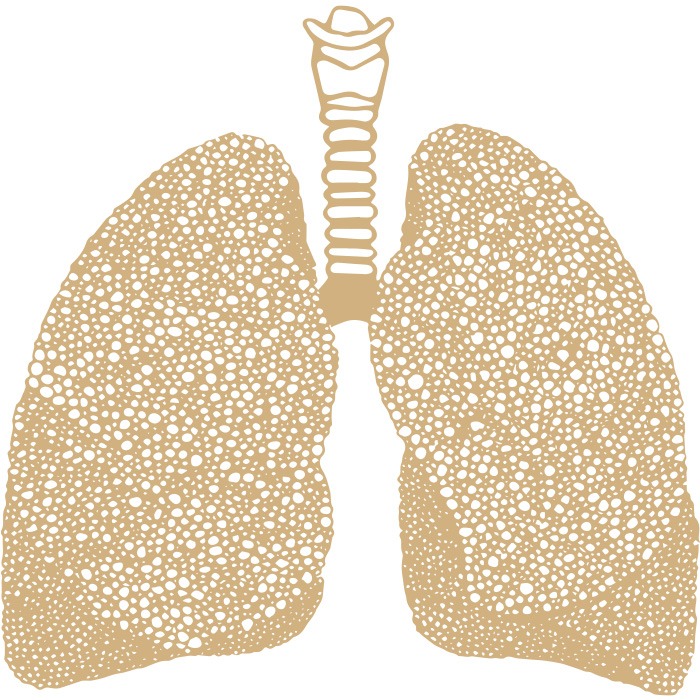 illustration of lungs